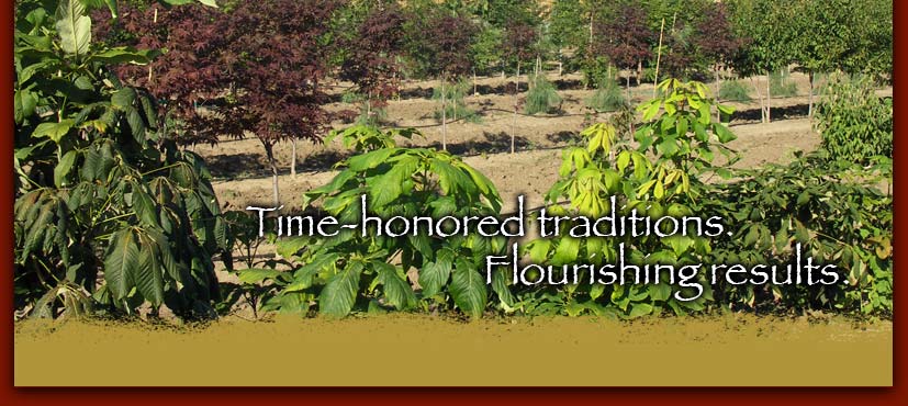 Akron Tree Farms nursery field